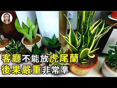 石筆虎尾蘭風水|虎尾蘭風水：詳細解析及應用指南 – 植物盆栽綠寶典